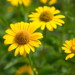 Heliopsis flowers close up in the garden