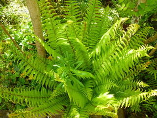 fern in the forest