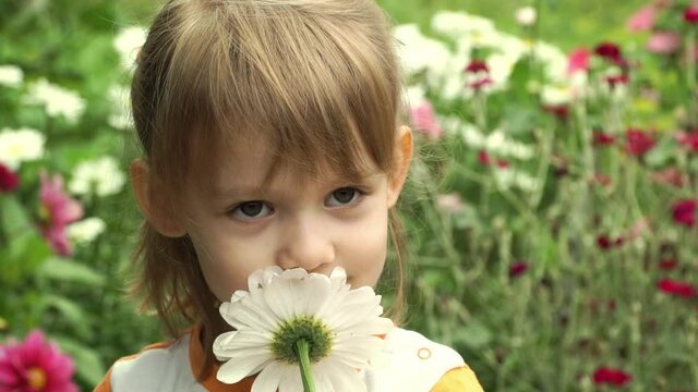 Portrait of little happy girl in summer meadow with flowers smells of white chamomile, looks at camera and smiles. Child plays with flower outdoors. Close up