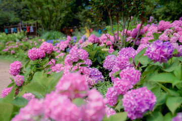 The hydrangea garden in rainy season, the girl strolls happily in the garden