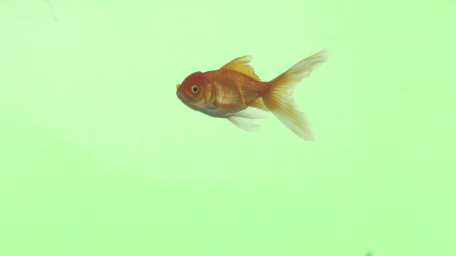 Big orange fish swiming on 4k green screen water. Pro chroma key, Log, 120fps 422. Happy majestic goldfish on a fishbowl