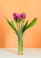 Purple turmeric flowers on orange background
