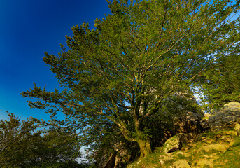 Vista desde Adarra en la puesta de sol, así como arboles durante la subida
