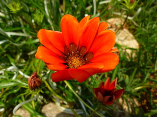 orange flower in the garden