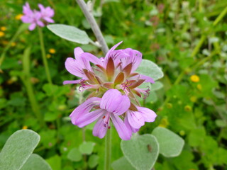 Obraz premium pink flower in the garden