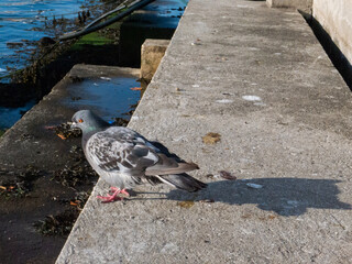 Pigeon on a staircase by the water