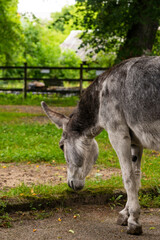 Naklejka na ściany i meble a young grey donkey among the greenery on a farm, copyspace