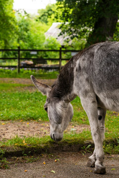 a young grey donkey among the greenery on a farm, copyspace