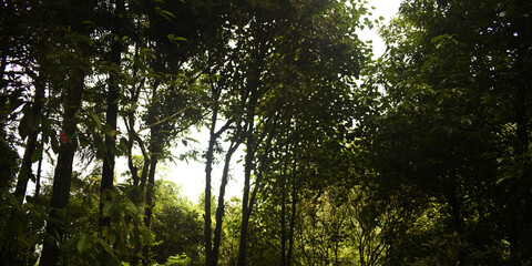 Fototapeta premium Few Amount of Sunshine Are Coming Through The Very Dense Green Forest Near Mawsmai Cave In Meghalaya In India