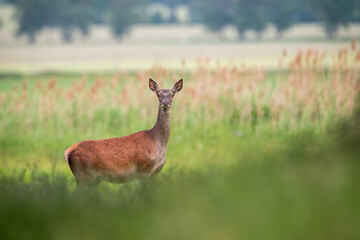 Red deer, cervus elaphus, female standing on meadow in summer nature. Wild hind looking to the camera on reed with blurred background. Herbivore animal watching on green field.