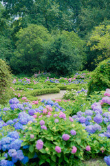The hydrangea garden in rainy season, the girl strolls happily in the garden
