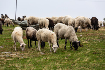 sheep and goat pastures