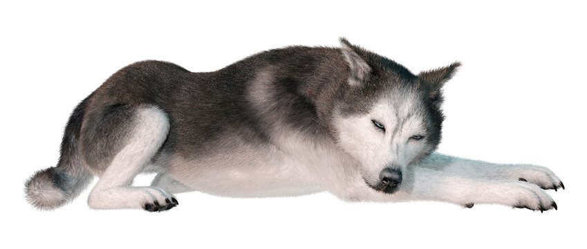 3D Rendering Siberian Husky on White