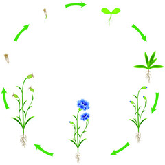 Life cycle of a blue cornflower on a white background.