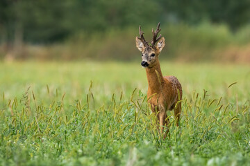 Vital roe deer, capreolus capreolus, buck standing on meadow in summer nature. Territorial roebuck with massive antlers looking on field from front. Wild mammal watching on grassland with copy space.