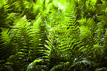 Fern in the forest, illuminated by the sun
