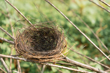 Bird's nest that was built on a branch