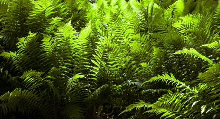 Fern in the forest, illuminated by the sun