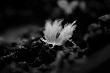 Bird feather found peaceful after separation on earth