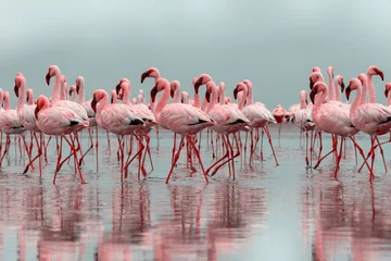 Fotobehang Wilde Afrikaanse vogels. Groep Afrikaanse rode flamingo vogels en hun reflectie op helder water. Walvisbaai, Namibië, Afrika © Yuliia Lakeienko
