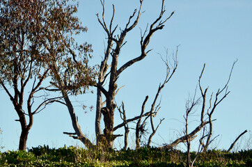 dead tree in the field