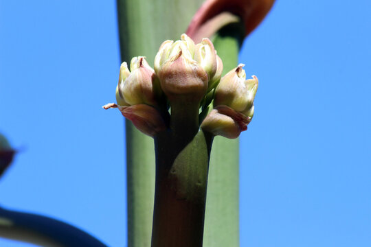 รูปภาพSpermatophytina เลือกดูภาพถ่ายสต็อก เวกเตอร์ และวิดีโอ2,090