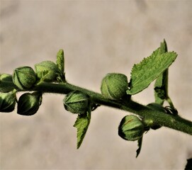 Pąki kwiatu © merko