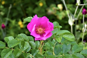 Różowy kwiat 