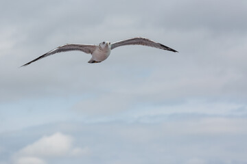 seabirds in flight
