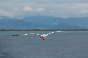 seabirds in flight