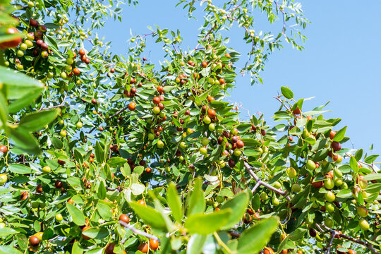 Jujube or ber or berry Ziziphus mauritiana . ripen jujube green fruits in leaves of tree
