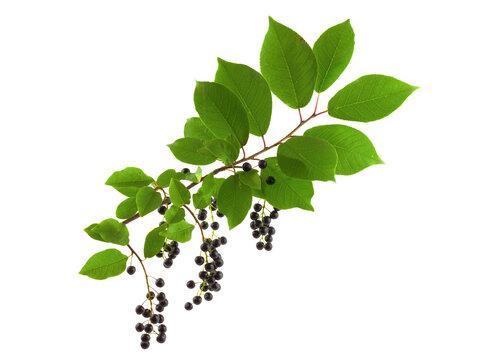 Prunus Padus Medicinal and Culinary Plant Leaf and Fruit. Also Known as Bird Cherry, Hackberry, Hagberry, or Mayday Tree. Isolated on White Background.