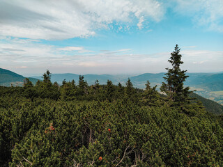 landscape with trees