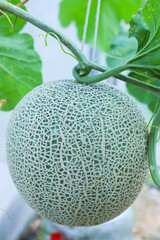 Green melon or cantaloupe growing  in the nursery