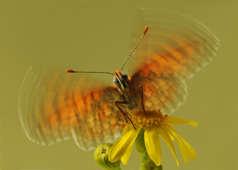 The butterfly of the Shashechnitsa genus (Melitaea) flaps its wings on a forest flower