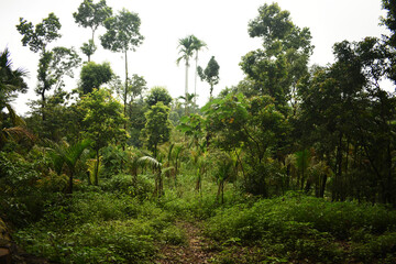 Few Amount of Sunshine Are Coming Through The Very Dense Green Forest Near Living Root Bridge In Meghalaya In India