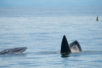 Obraz premium Brydes whale, Eden's whale Mother is teaching children to catch the fish.