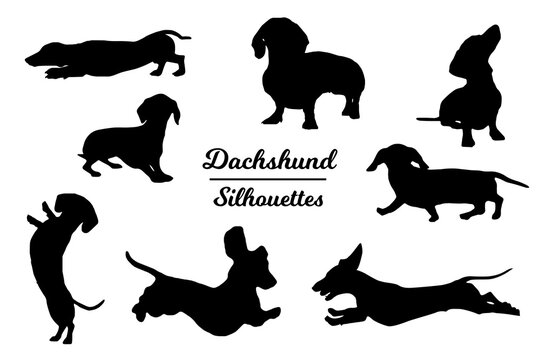 Dachshund dog silhouettes. Black and white outline