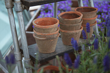 Empty flowerpots on a shelf, surrounded by lavender flowers