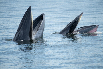 Fototapeta premium Brydes whale, Eden's whale Mother is teaching children to catch the fish.