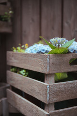 Blue hydrangea flowers in a wooden box