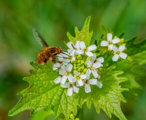 humblefly and flower head