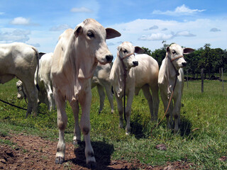 Obraz premium Bovinocultura