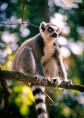Naklejka premium ring tailed lemur