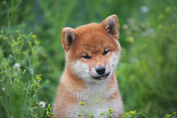 beautiful and happy red shiba inu puppy sitting in the green grass and flowers in summer.