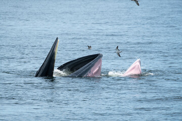 Fototapeta premium Brydes whale, Eden's whale Mother is teaching children to catch the fish.