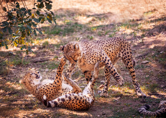 cheetahs siblings playing