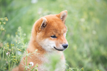 beautiful and cute red shiba inu puppy sitting in the green grass and flowers in summer.