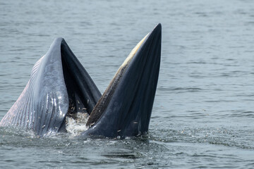 Obraz premium Brydes whale, Eden's whale Mother is teaching children to catch the fish.