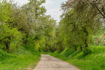 Fototapeta na wymiar idyllic rural road